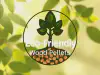 Eco-Friendly Wood Pellets | Allegany Pellets - Warmth & Sustainability
